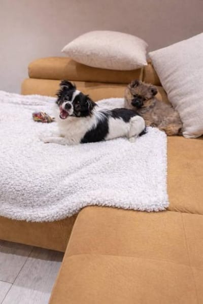 Zauberhafte Chihuahua Dame namens Naya