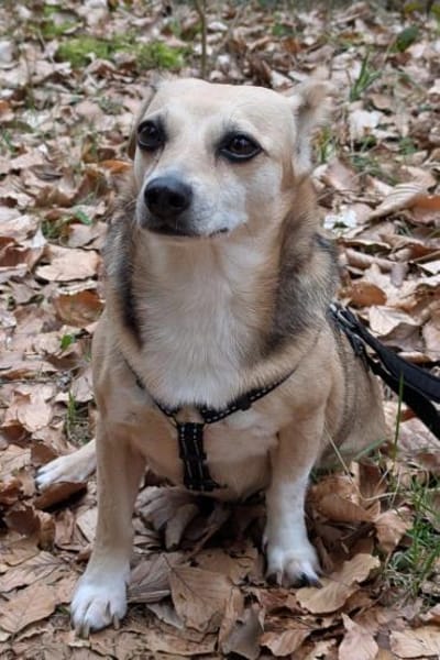 Sanfte ♥ Mirna ♥ in 67663 Kaiserslautern