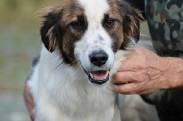 Tamas - unkomplizierter Jungrüde