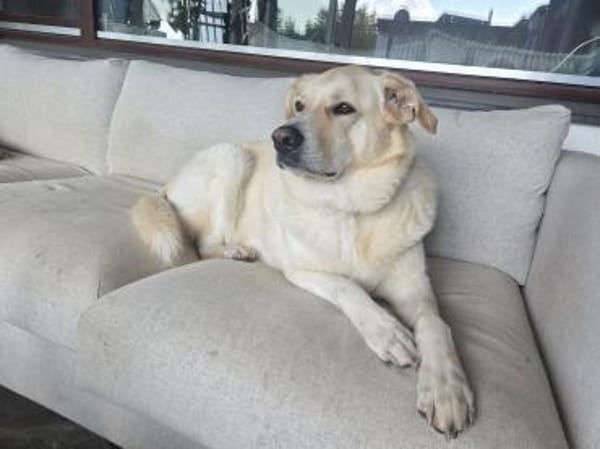Sammy Labrador HSH Hund sucht ein Zuhaus