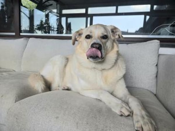 Sammy Labrador HSH Hund sucht ein Zuhaus