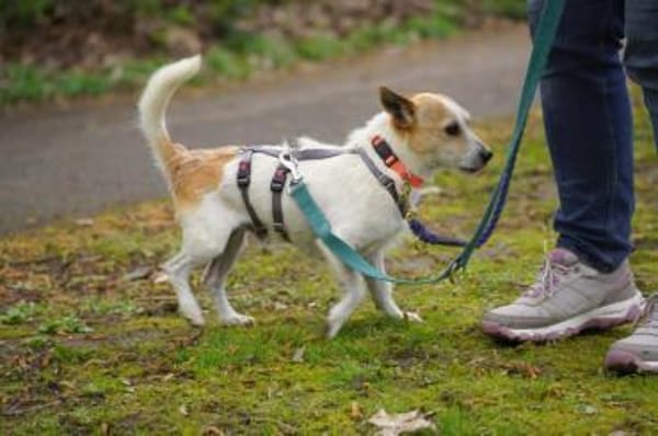 Teddy scht seine Familie