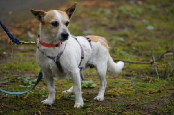 Teddy scht seine Familie