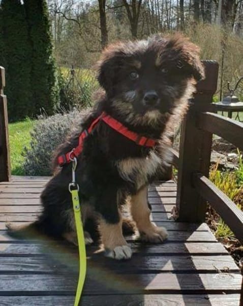 Welpenmädchen Cora auf PS in 92348