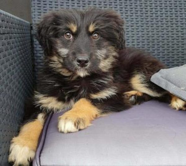 Welpenmädchen Cora auf PS in 92348