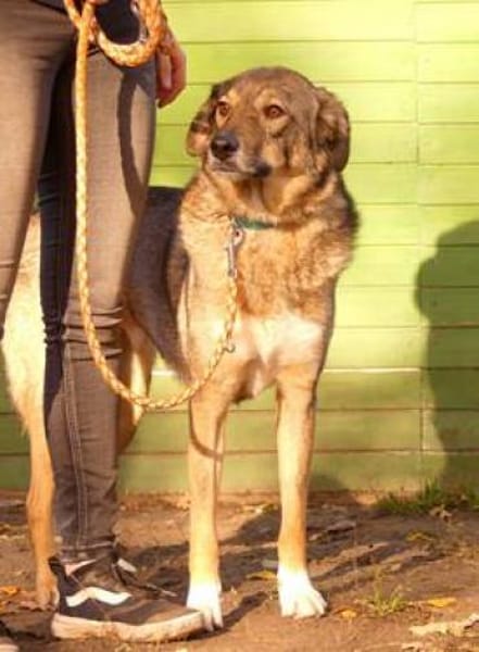 I N G O  - eine sanfte SEELE.......