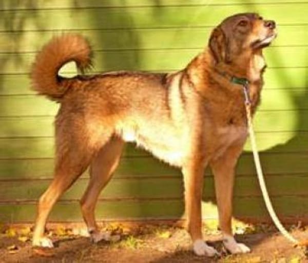 I N G O  - eine sanfte SEELE.......