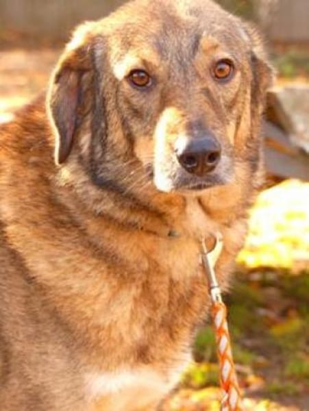 I N G O  - eine sanfte SEELE.......