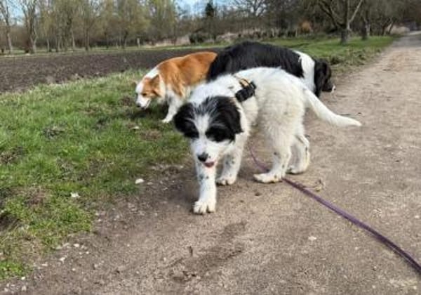 Ein kleines Herz Namens Rangy sucht