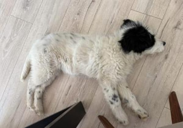 Ein kleines Herz Namens Rangy sucht