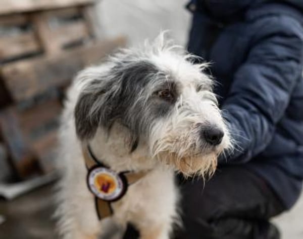 Schenkst du Carmen ein Zuhause?