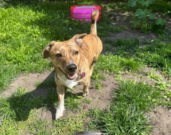 Wer möchte Pinocchio kennenlernen?