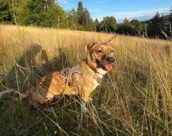 Wer möchte Pinocchio kennenlernen?