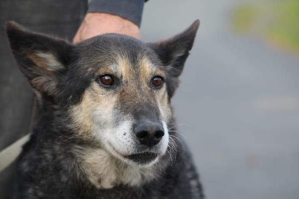 Meto - sehr zutraulich u. verschmust