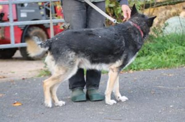 Meto - sehr zutraulich u. verschmust