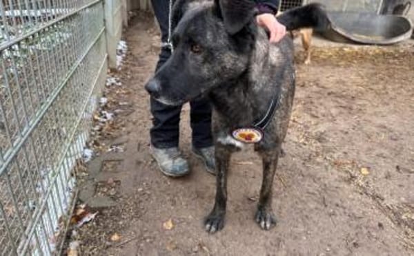 Schenkst du Bärt ein neues Leben?