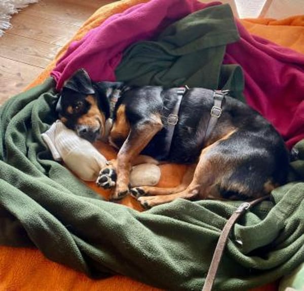 Liza sucht liebe Familie