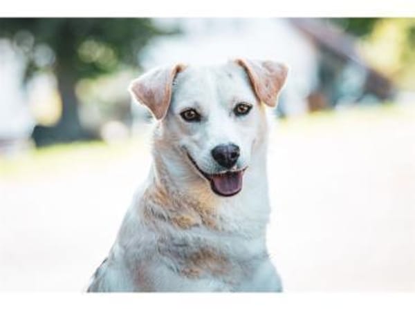 Nadirah - wartet in 35460 Staufenberg