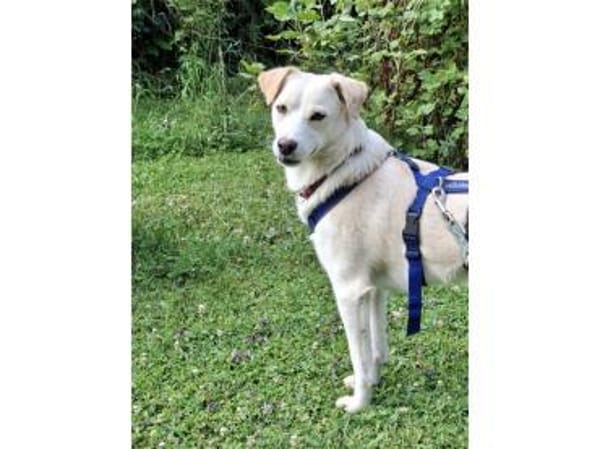 Nadirah - wartet in 35460 Staufenberg