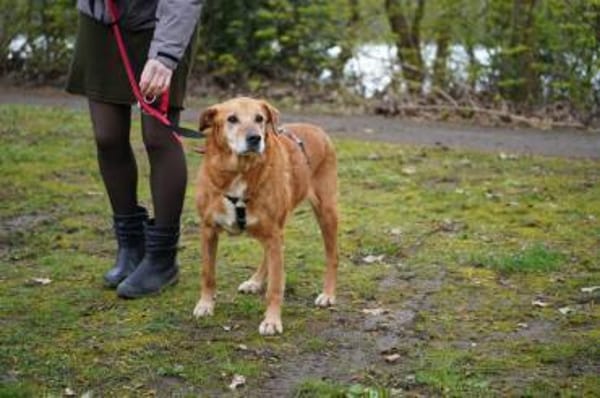 Kira sucht ihr Glück