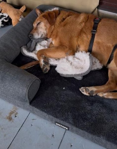 Kira sucht ihr Glück