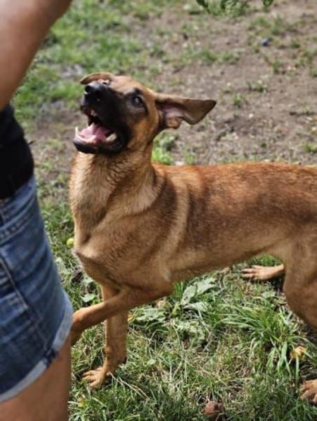 Dido sucht ihr Für-Immer-Zuhause