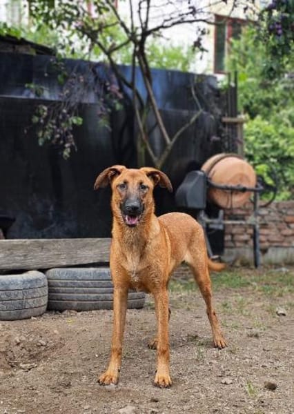 Dido sucht ihr Für-Immer-Zuhause