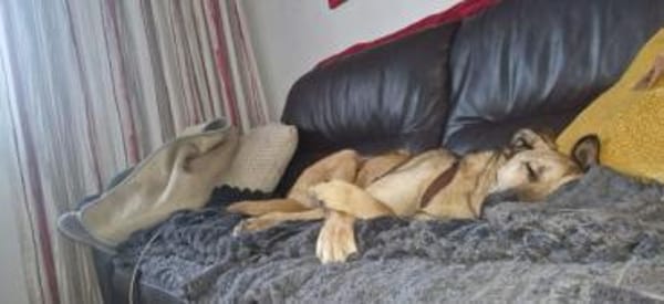 SAHARA -anhänglich, liebevoll & loyal-