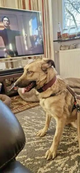 SAHARA -anhänglich, liebevoll & loyal-