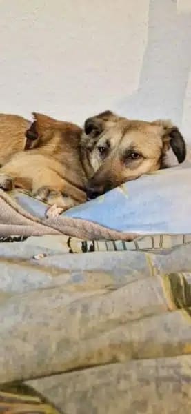 SAHARA -anhänglich, liebevoll & loyal-