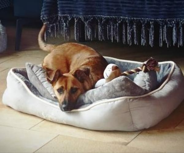 kleine liebe Katinka auf PS 91353