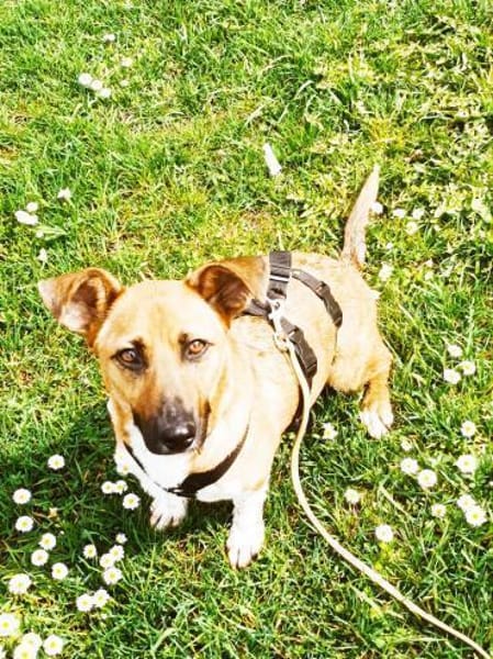 kleine liebe Katinka auf PS 91353