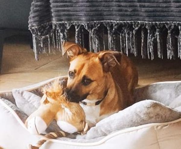 kleine liebe Katinka auf PS 91353