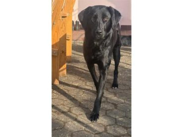 Paulinchen - wartet in 49143 Bissendorf