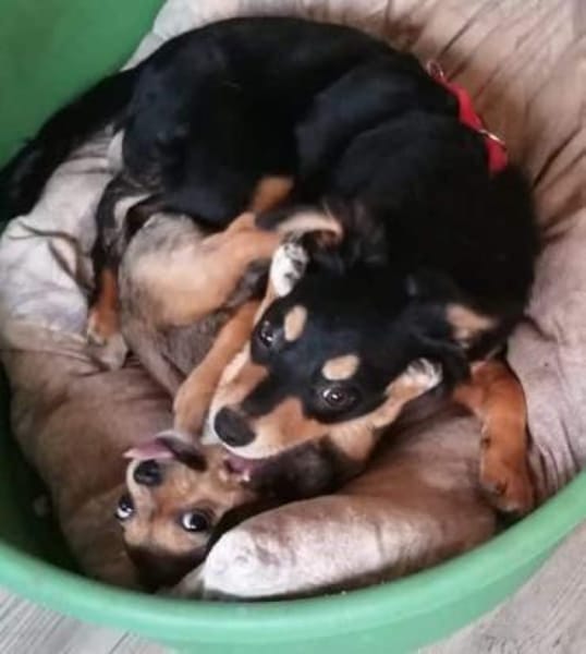 MEIKA -lebhaft & temperamentvoll-