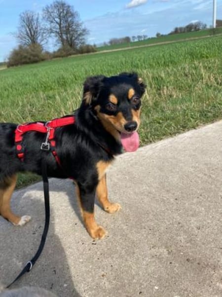 MEIKA -lebhaft & temperamentvoll-