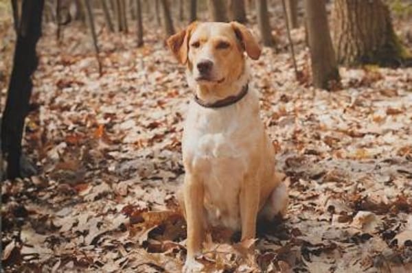 Sora - wartet in 04420 Markranstädt