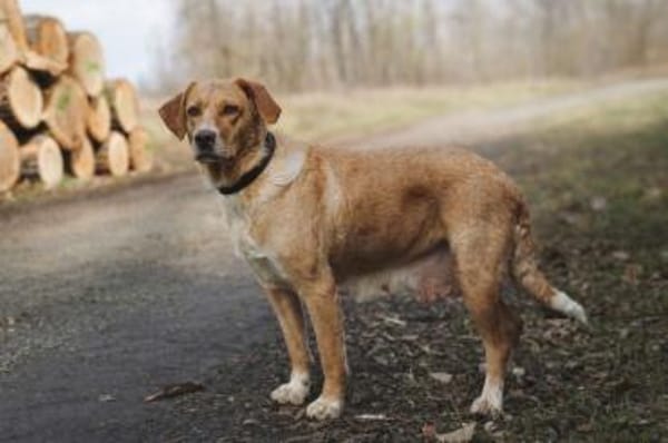 Sora - wartet in 04420 Markranstädt