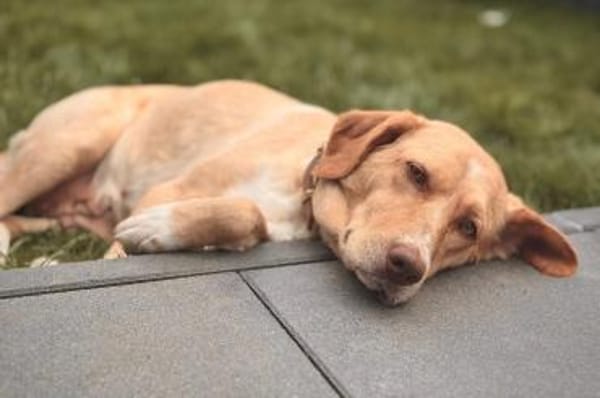 Sora - wartet in 04420 Markranstädt