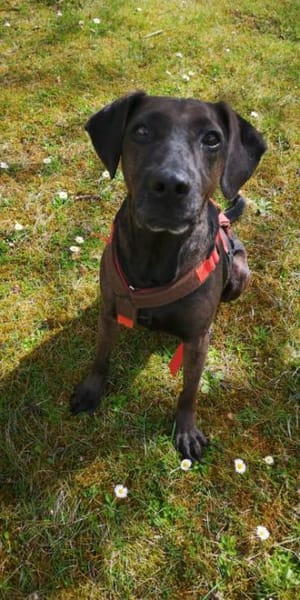 Notfall Nessi sucht ganz viel Liebe !