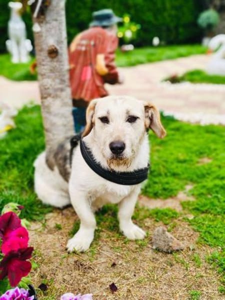 Irma eine ganz liebe Hündin