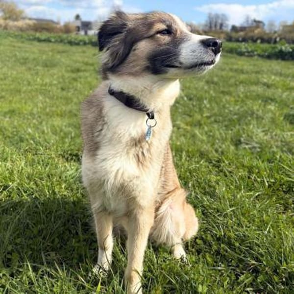 Lola - ist dynamisch&aufgeweckt