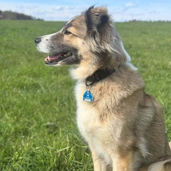 Lola - ist dynamisch&aufgeweckt