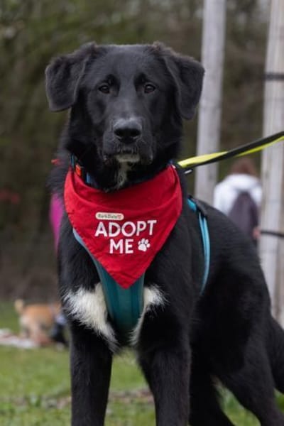 Cosmo - Schäfi-Mix wartet in 55116 Mainz