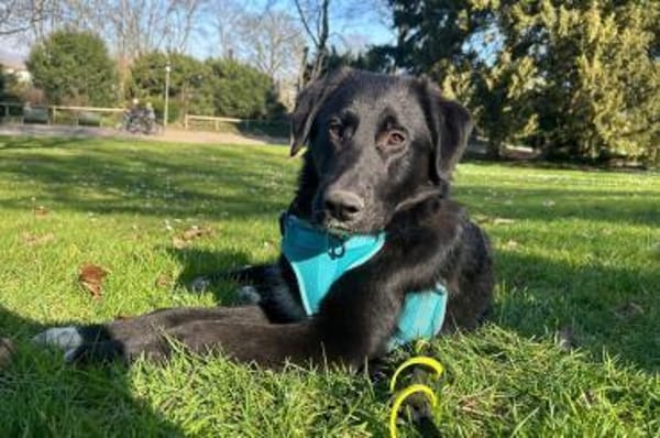 Cosmo - Schäfi-Mix wartet in 55116 Mainz