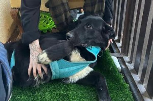 Cosmo - Schäfi-Mix wartet in 55116 Mainz