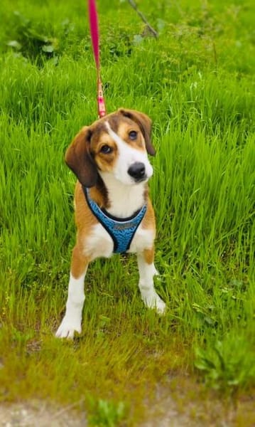 Ellie eine zauberhafte Hündin