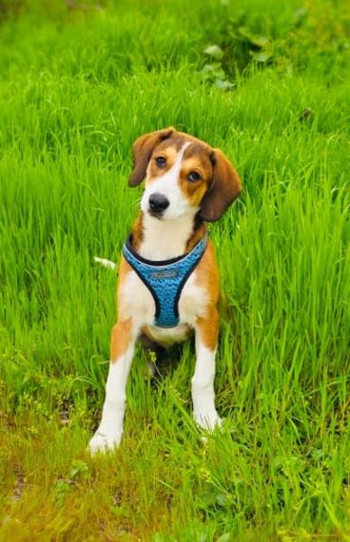 Ellie eine zauberhafte Hündin