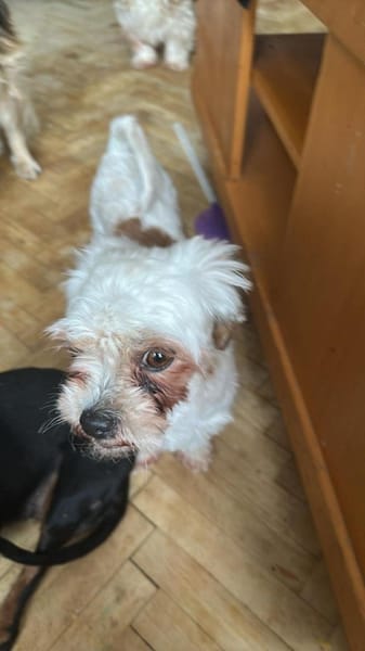 Gretchen klein, süß sucht Kuschelzuhause