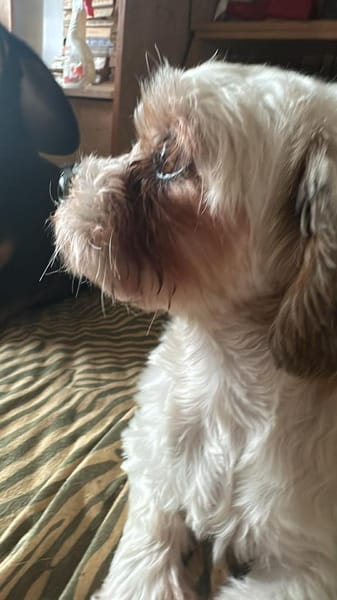 Gretchen klein, süß sucht Kuschelzuhause